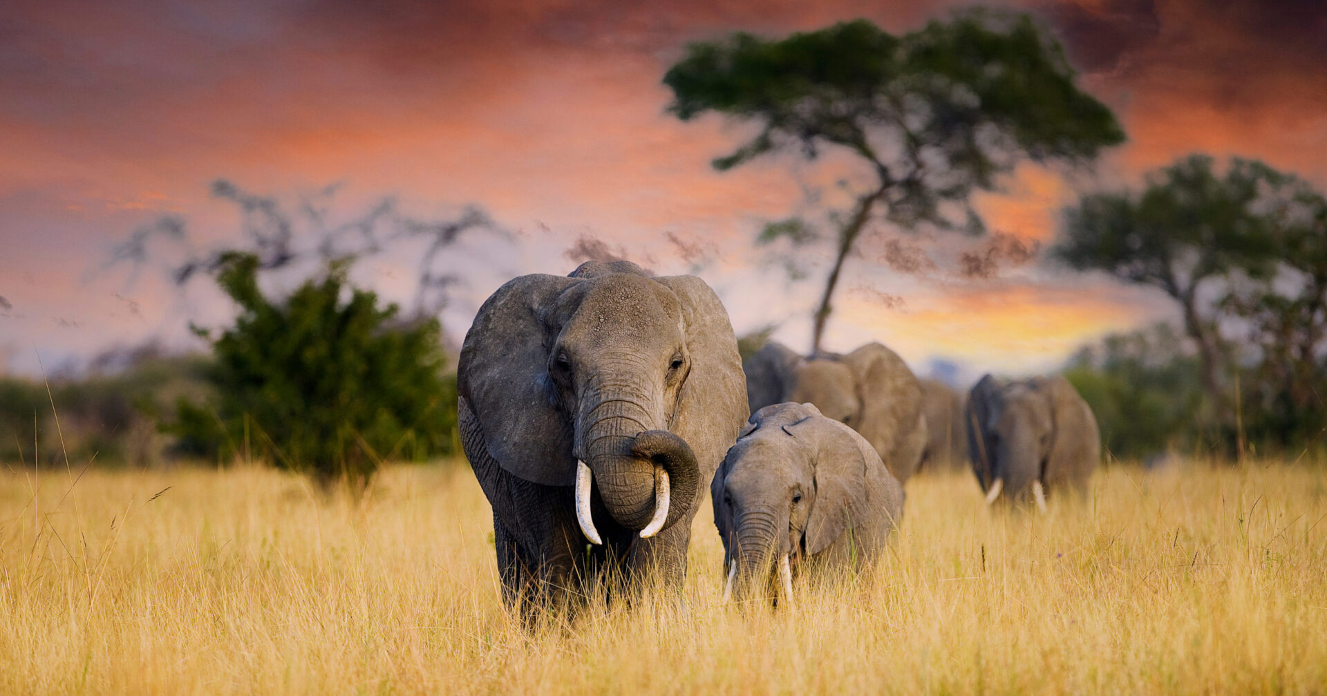 Éléphants dans le Parc national de Tarangire en Tanzanie