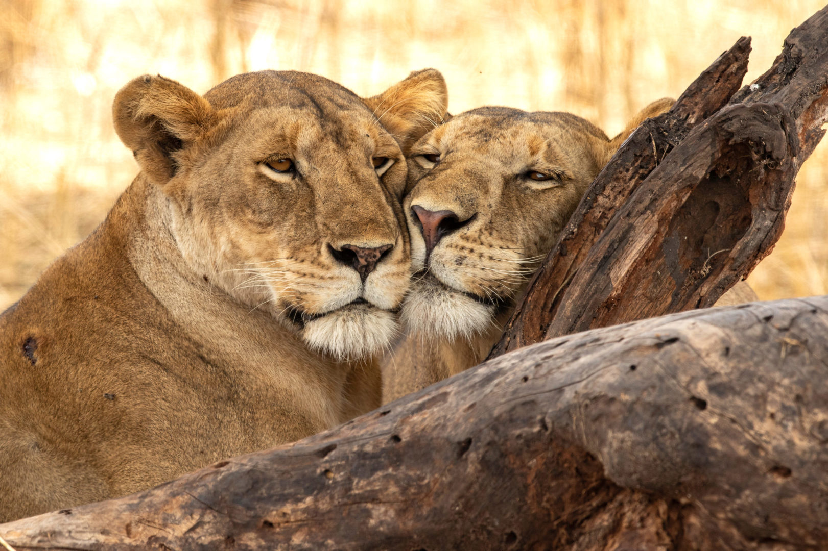 Lions dans le Parc national de Tarangire, voyage en Tanzanie